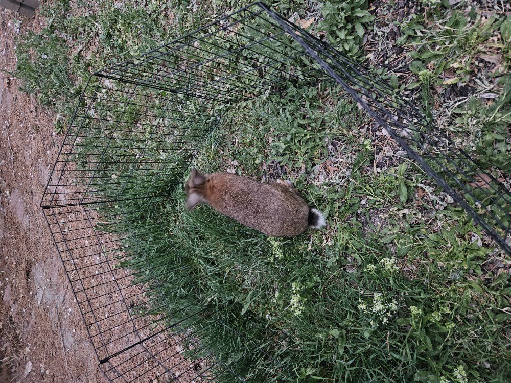 pure bred flemish giant buck