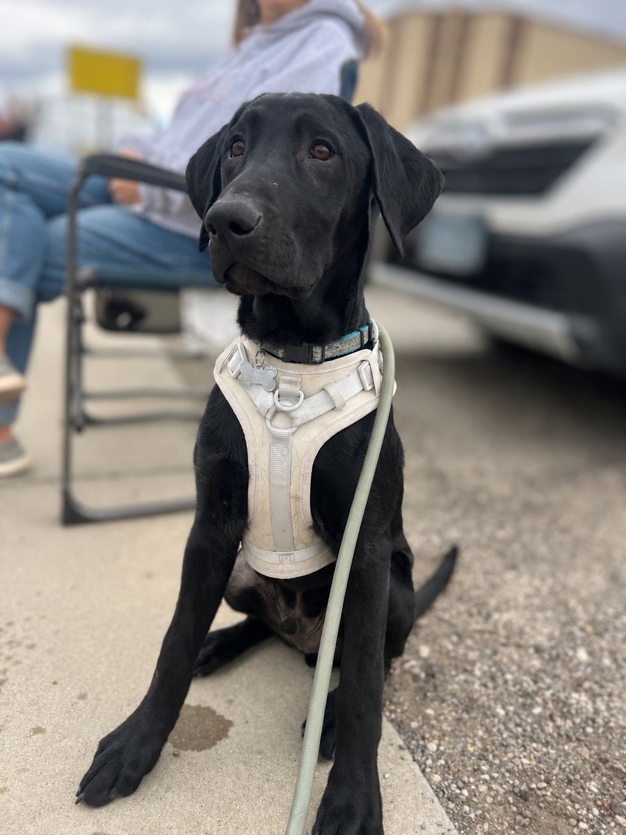 7 Month Old Black Lab - AKC Registered