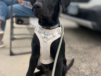 7 Month Old Black Lab - AKC Registered