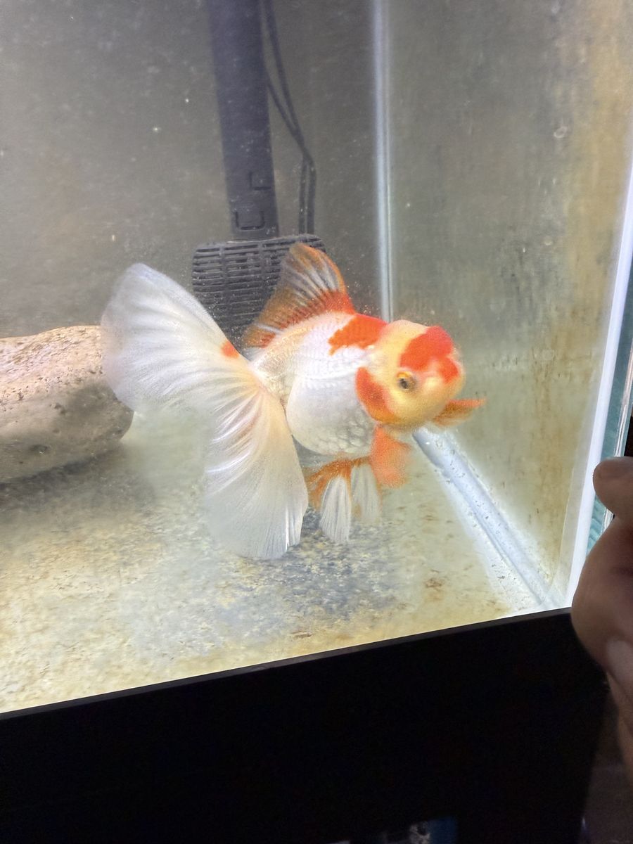 Thai Imported Oranda