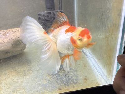 Thai Imported Oranda