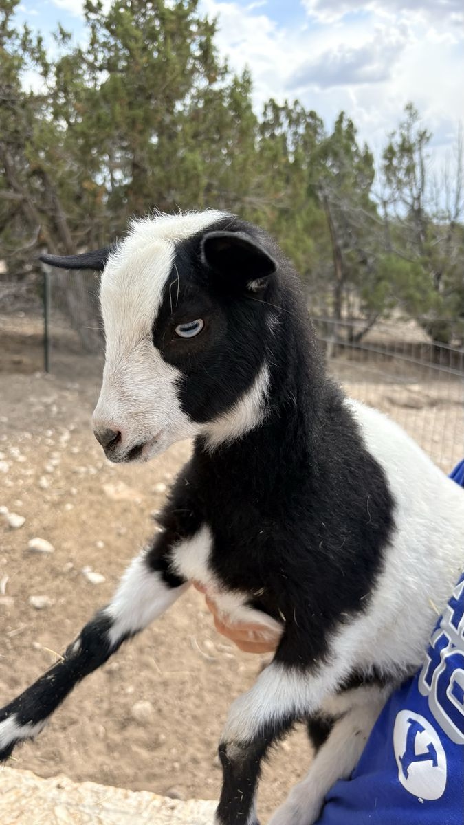Nigerian dwarf babies 