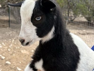 Nigerian dwarf babies