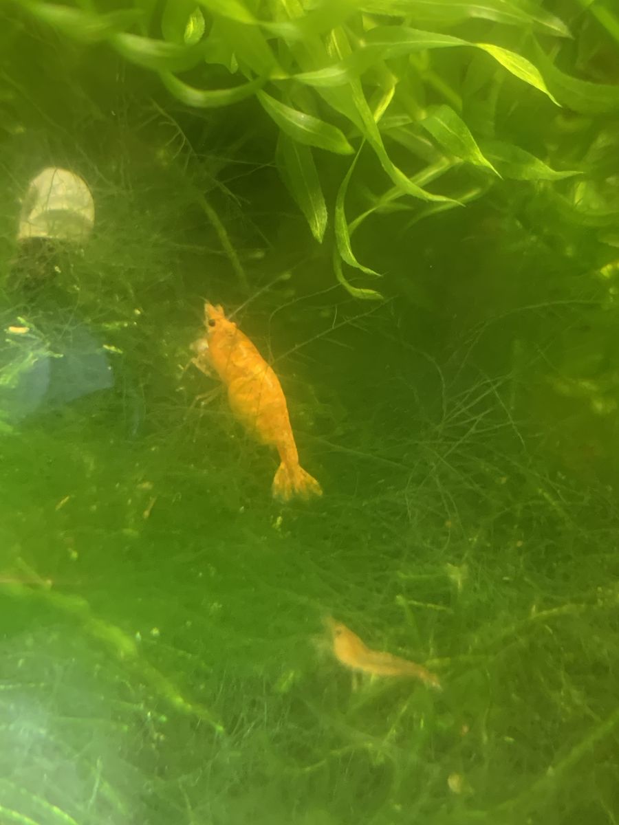 Orage/sunkist Neocarida davidi shrimp.