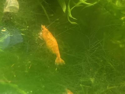 Orage/sunkist Neocarida davidi shrimp.