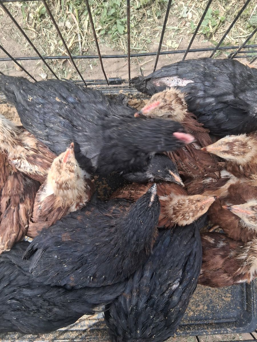 Chicks!