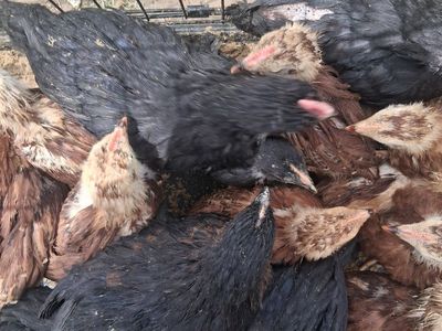 Chicks!