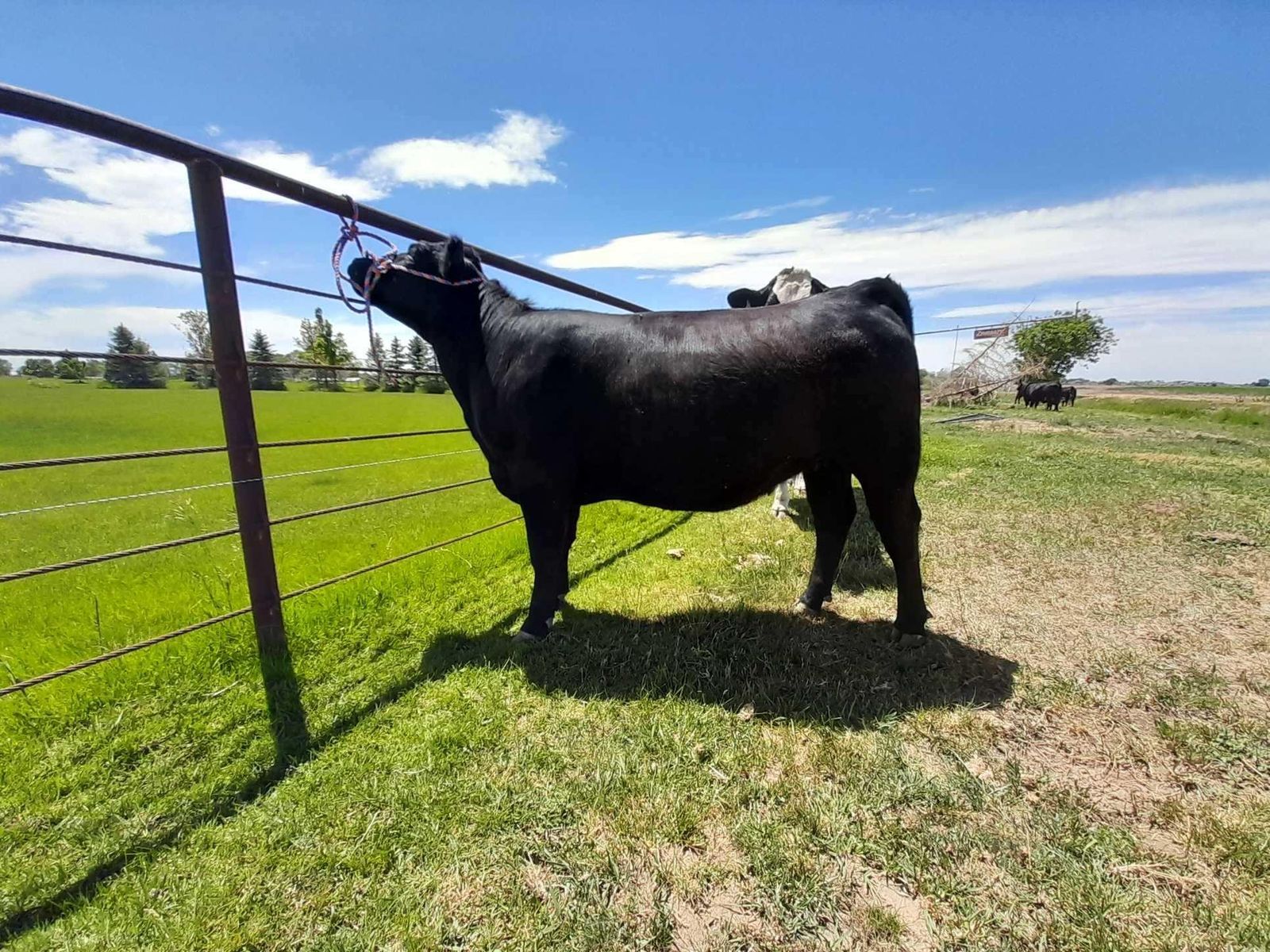 2 year old Angus/Club Heifer