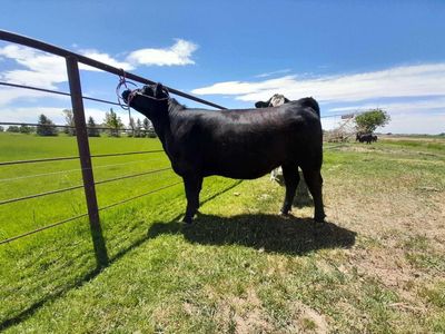 2 year old Angus/Club Heifer