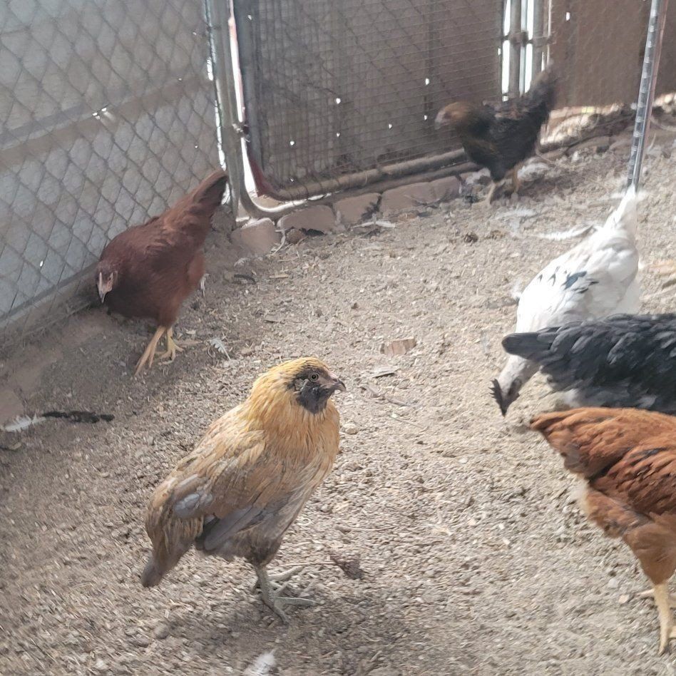 Silkie Chickens