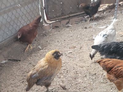 Silkie Chickens