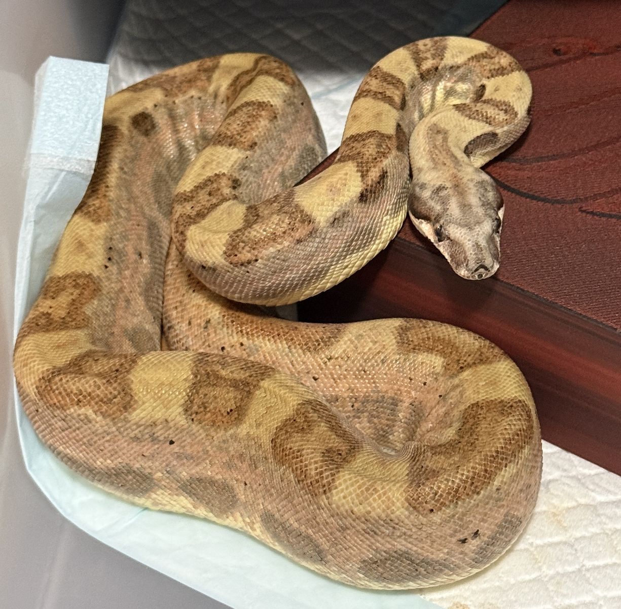 Hypo Motley Jungle Female Boa