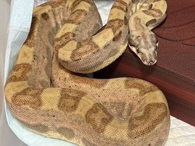 Hypo Motley Jungle Female Boa