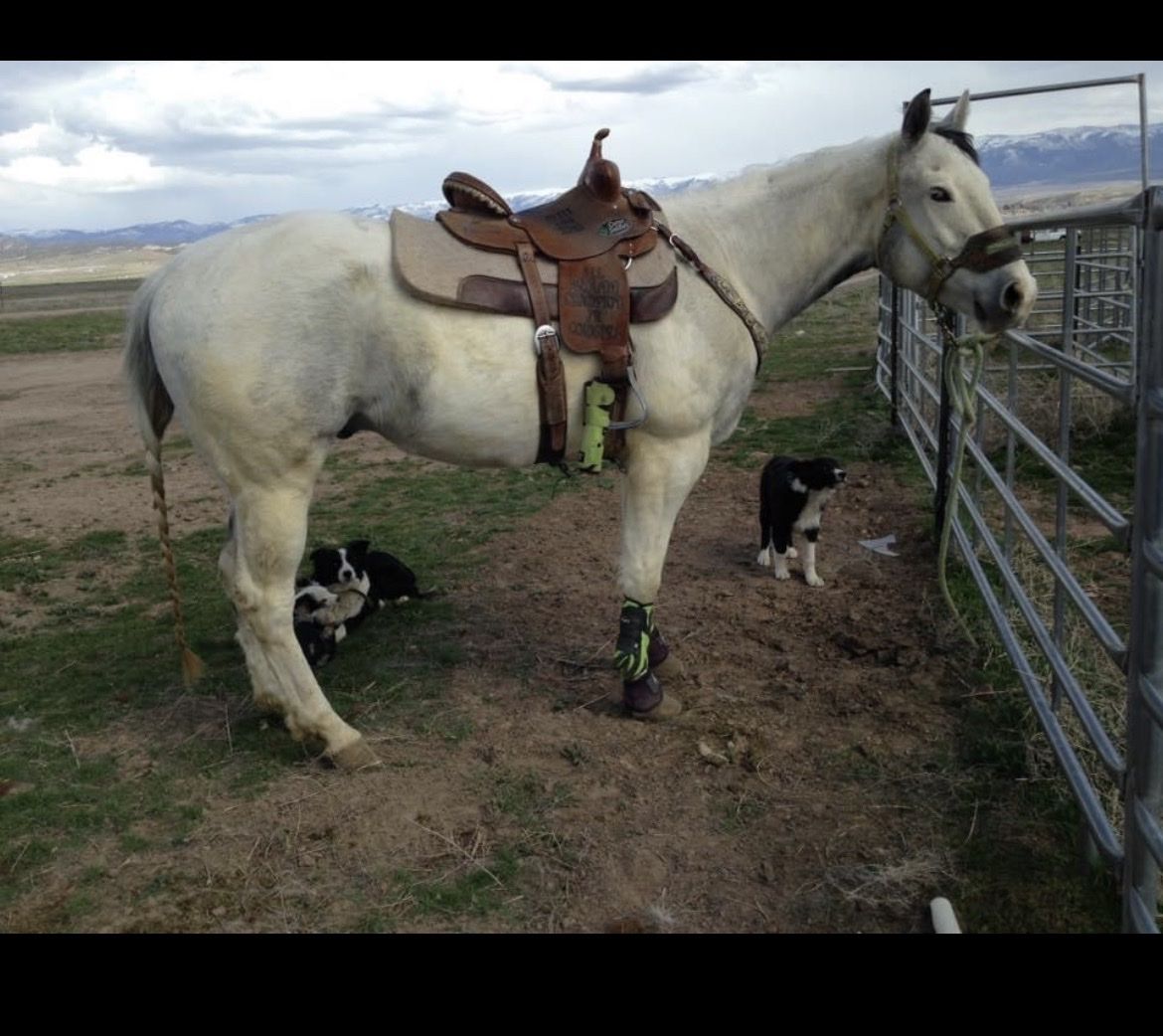 APHA Gelding - "Little Blue Eyed Joe" - 16-Year-Old Barrel Horse, Roping & Trail Experience