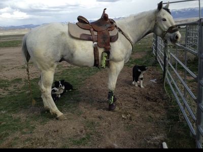 APHA Gelding - "Little Blue Eyed Joe" - 16-Year-Old Barrel Horse, Roping & Trail Experience