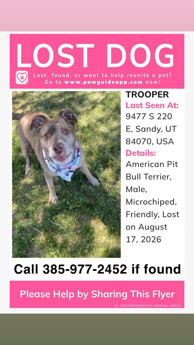 LOST DOG