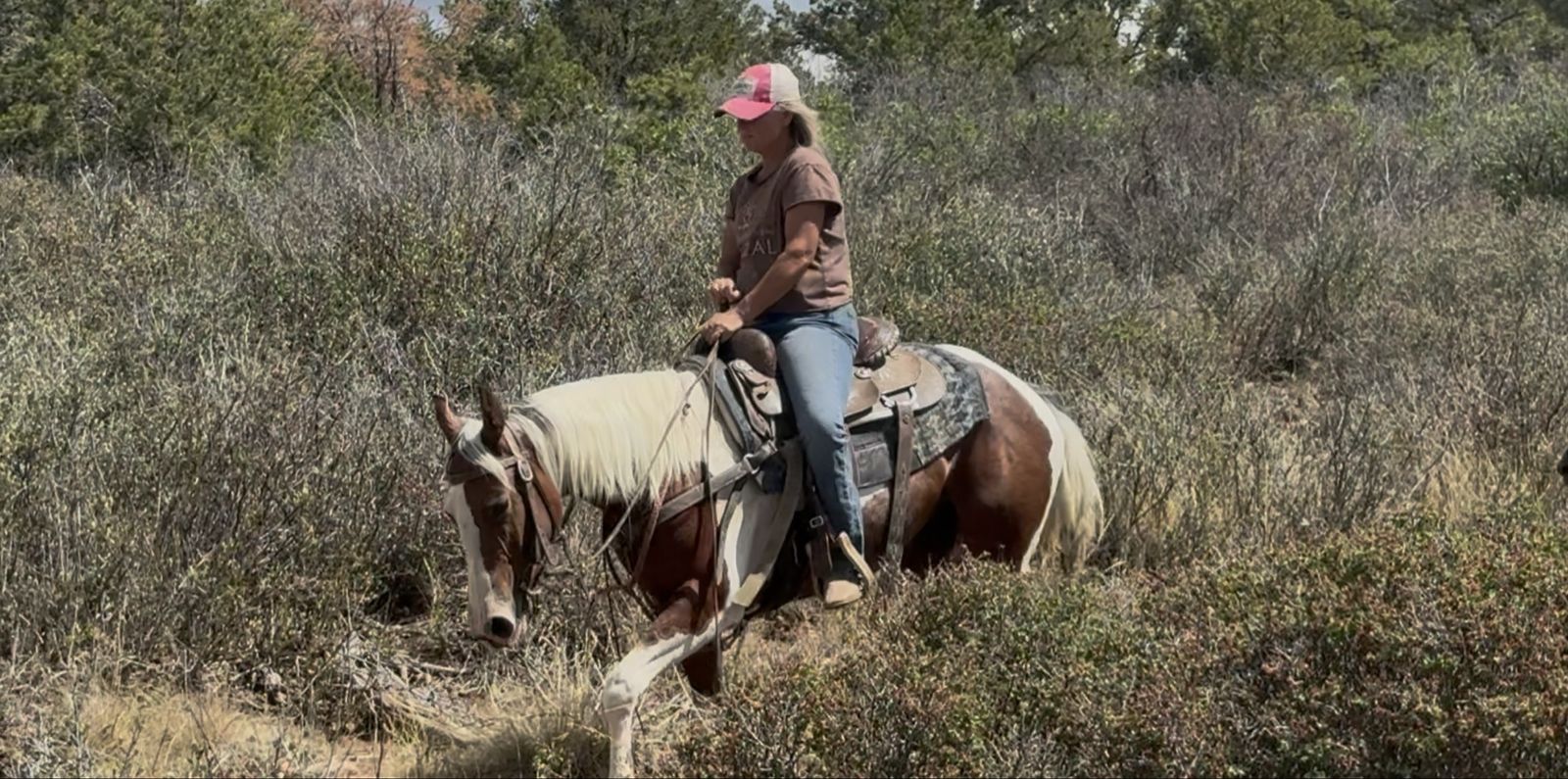 Super sweet registered horse!