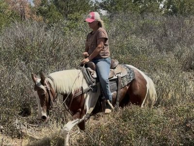 Super sweet registered horse!