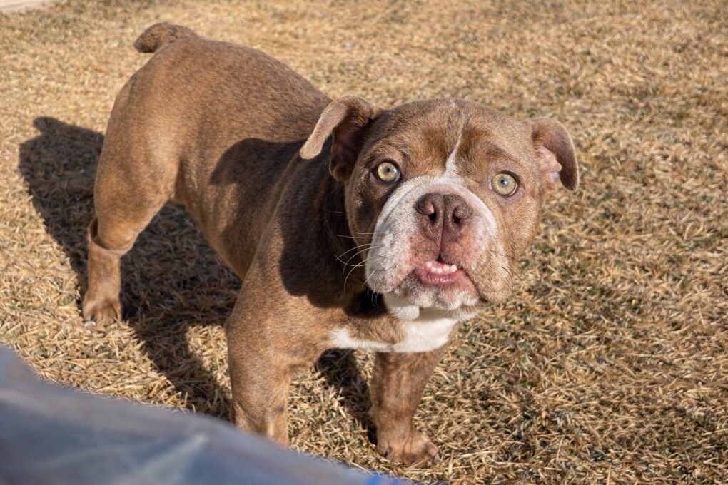 English Bulldog Puppy