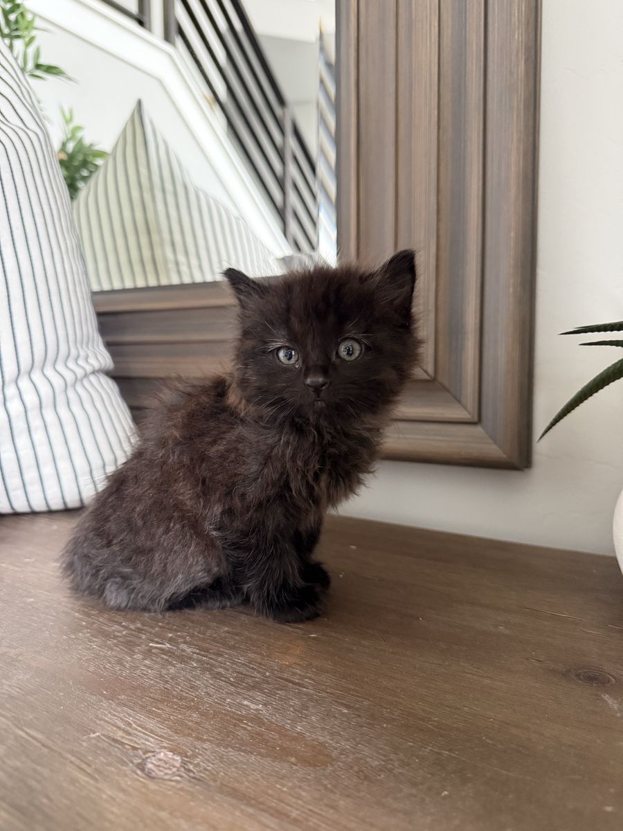 8 week old vaccinated super fluffy black kitten