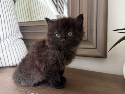 8 week old vaccinated super fluffy black kitten