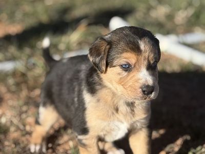 Blue eyed puppies for sale