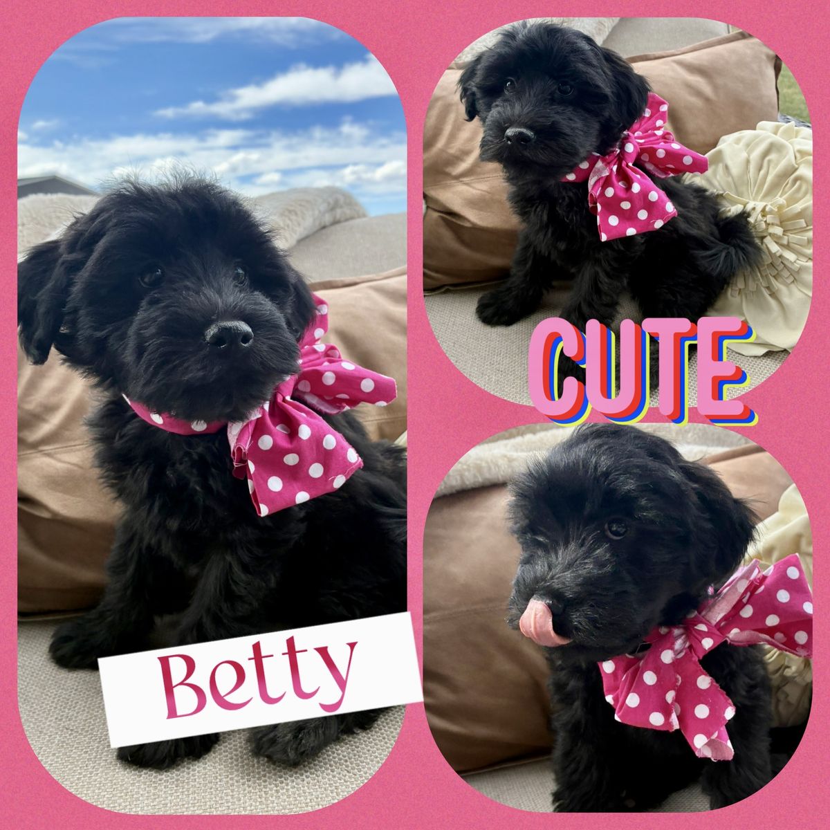 Non shedding, hypoallergenic Mini Whoodles!!