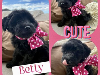 Non shedding, hypoallergenic Mini Whoodles!!