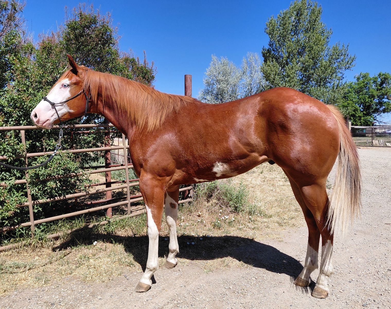 2024 sorrel overo APHA Gelding.  Lots of ground work done