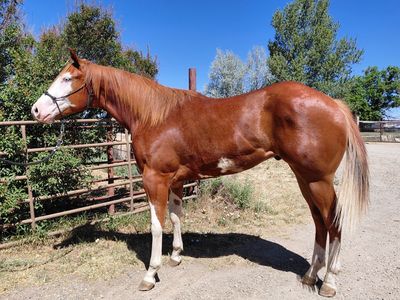 2024 sorrel overo APHA Gelding. Lots of ground work done