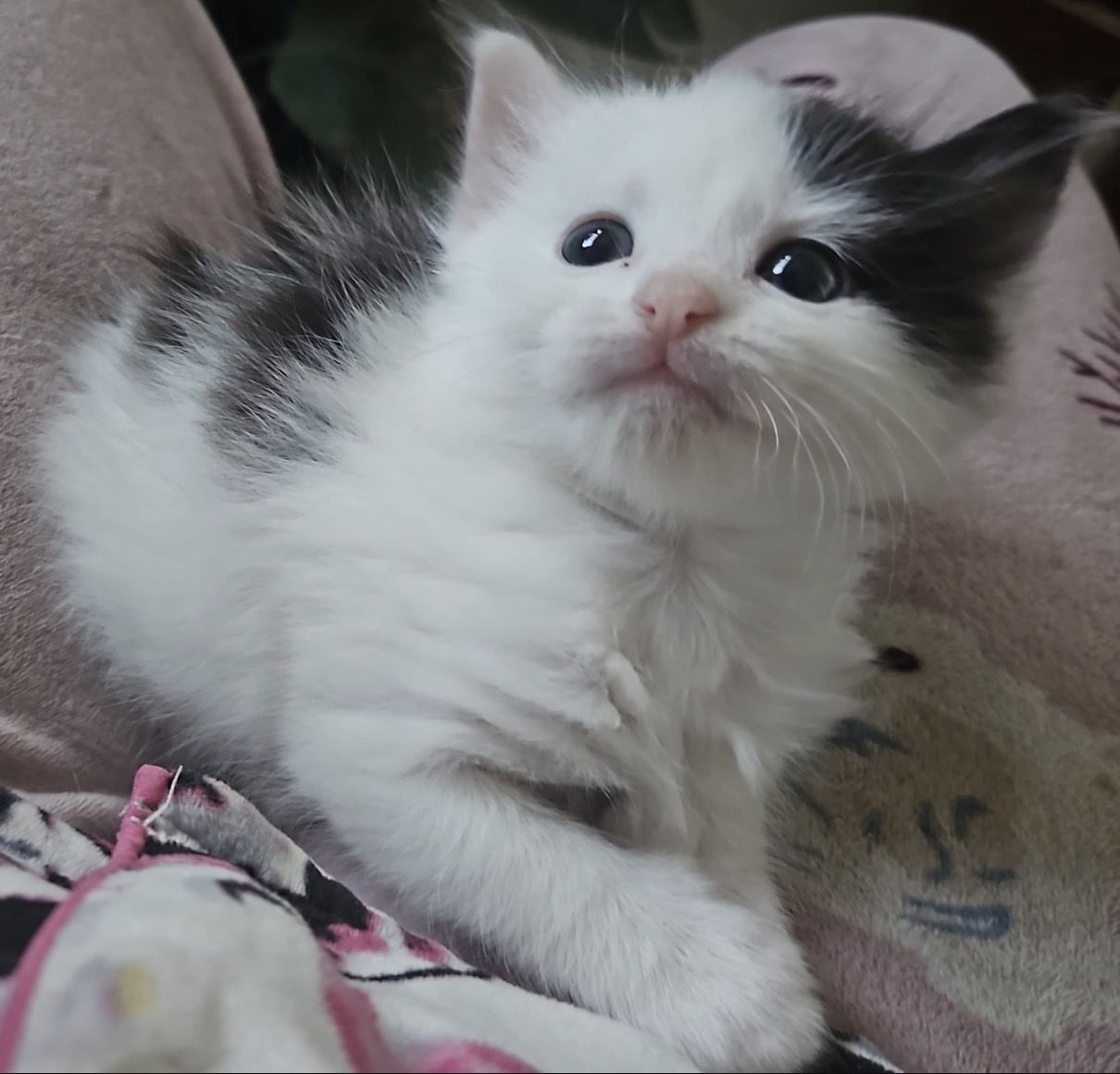 Sweet Kittens For Sale