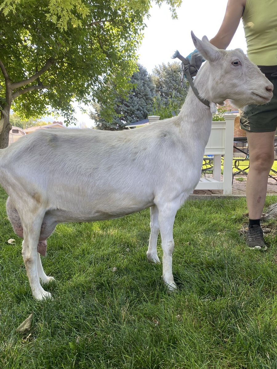 Purebred Saanen Milking Doe