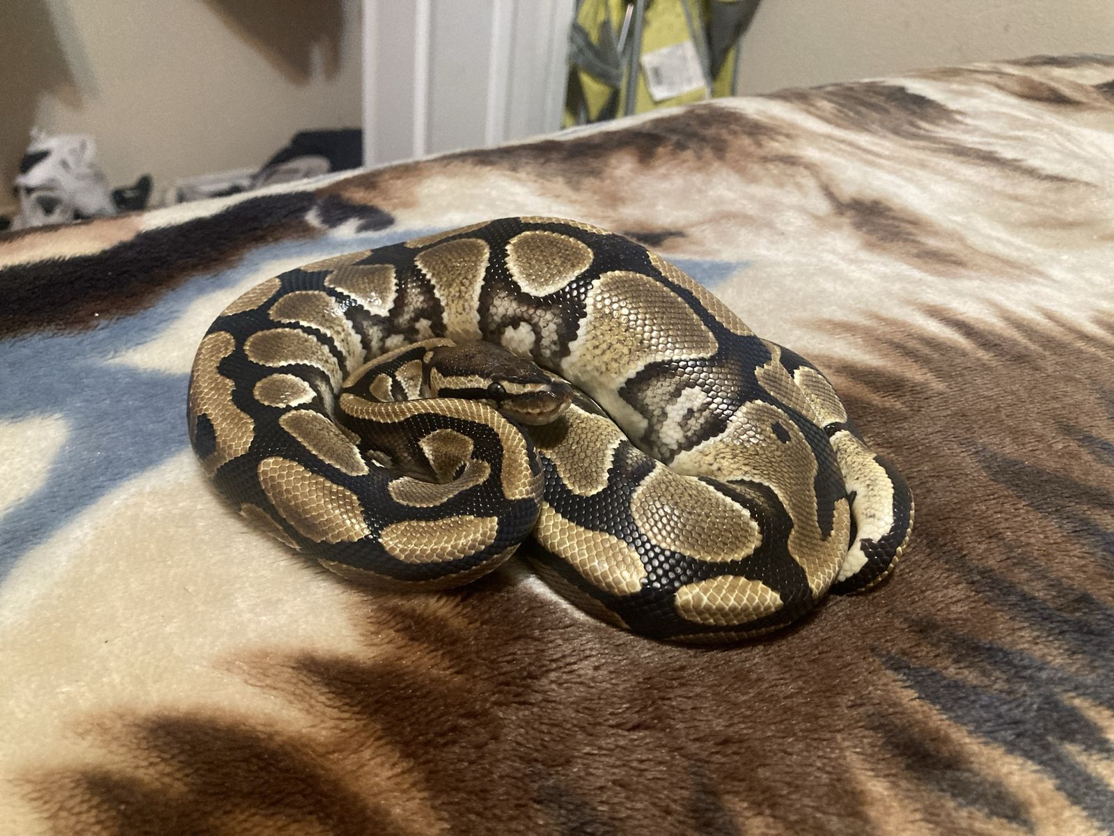 Ball python for sale