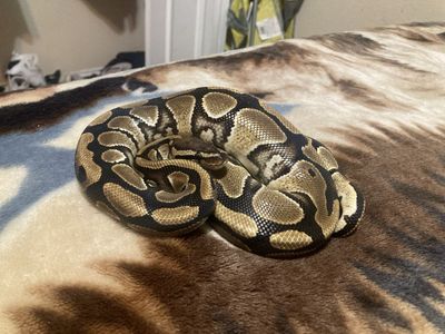 Ball python for sale