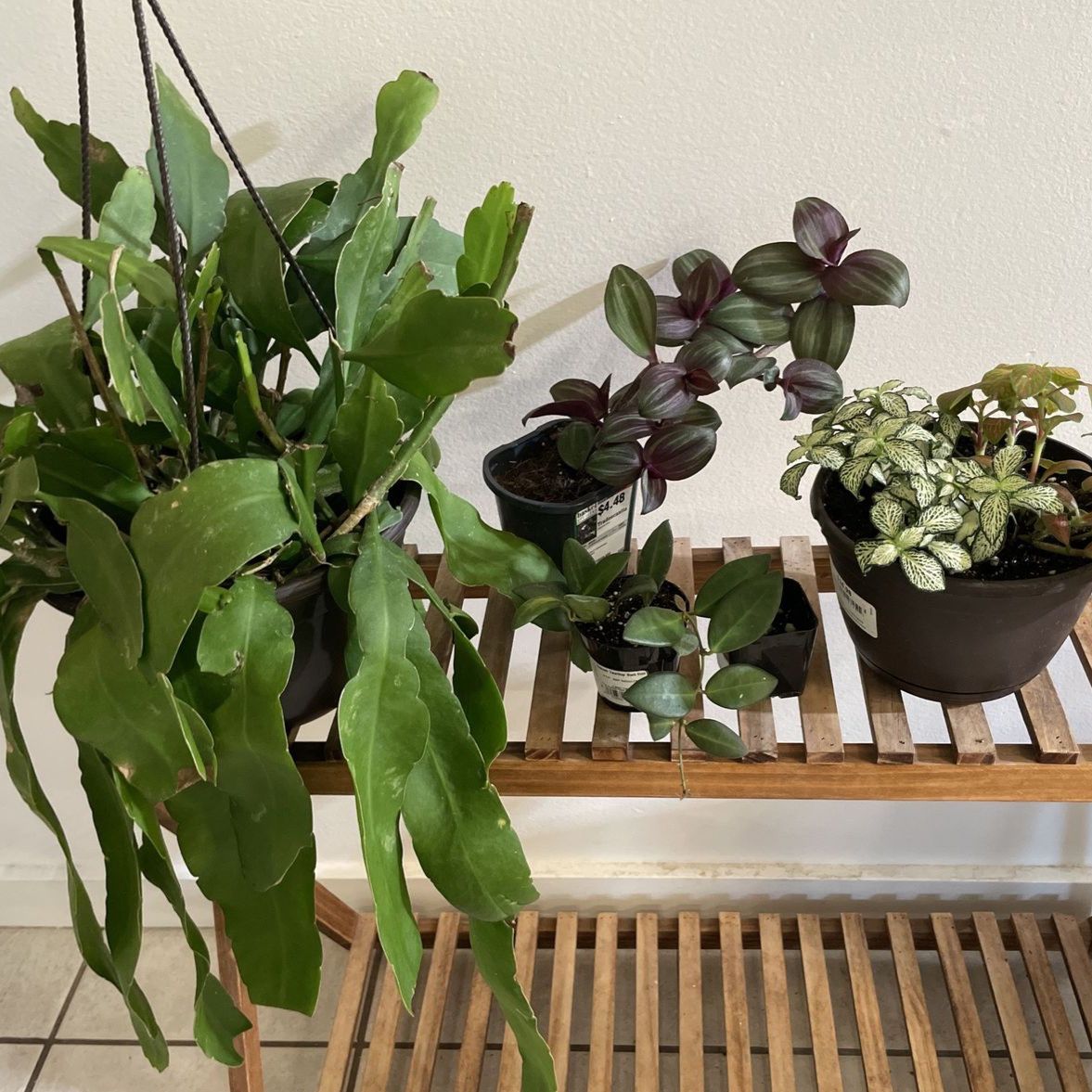 Houseplants Bundle