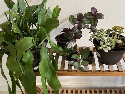 Houseplants Bundle