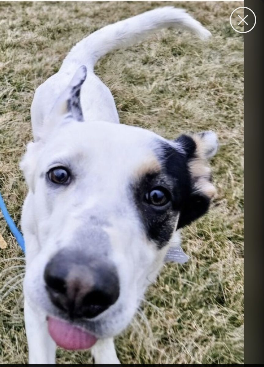 Camdon, German Shepherd Cattle dog mix
