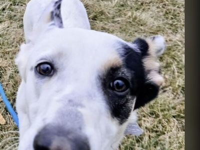 Camdon, German Shepherd Cattle dog mix