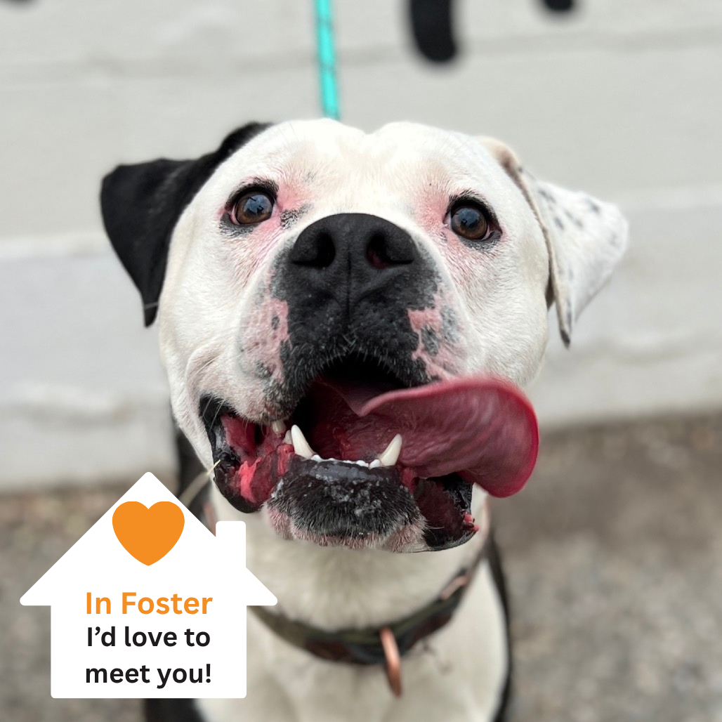 Hello my name is Apollo