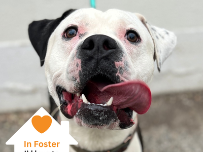 Hello my name is Apollo