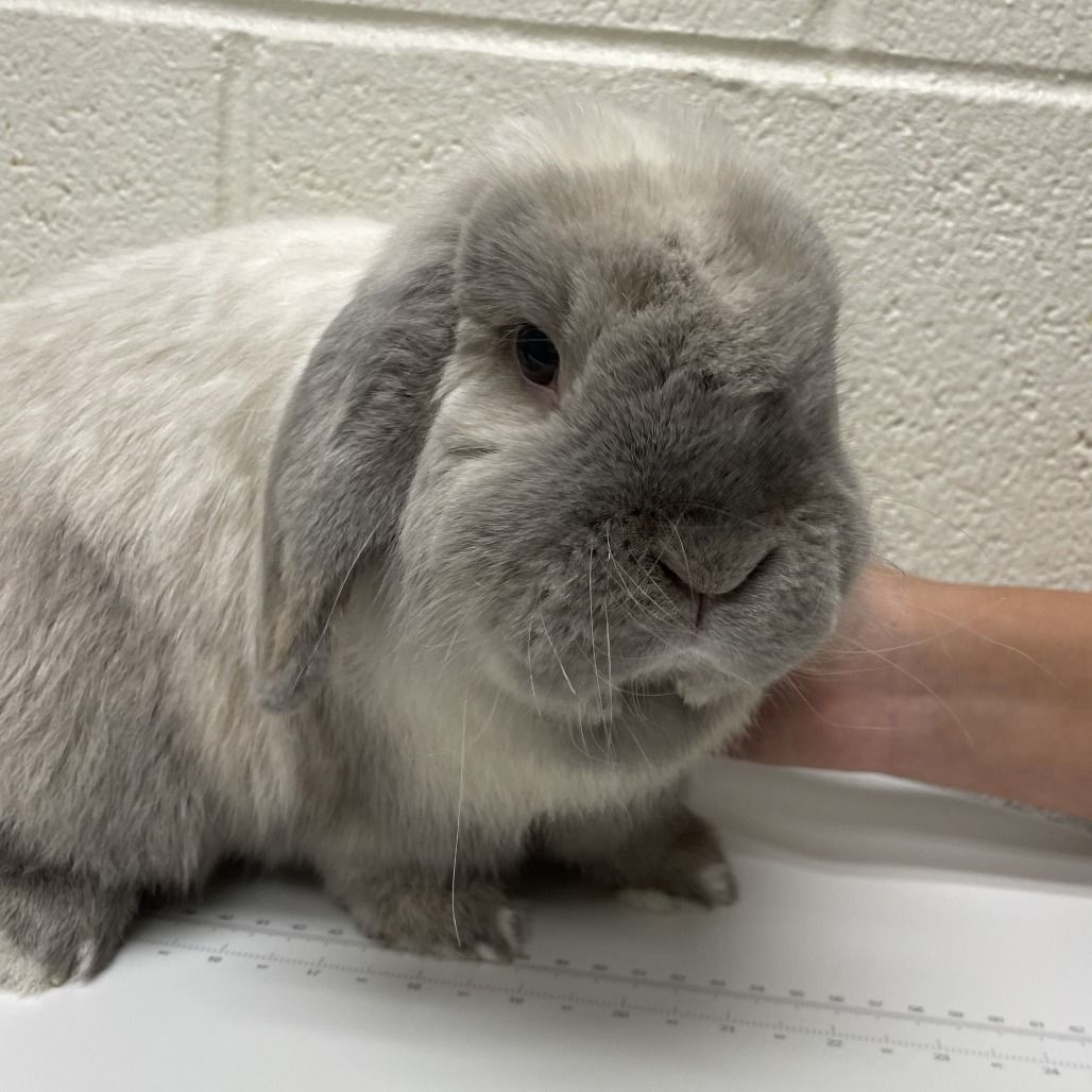 Hello my name is Chubbs
