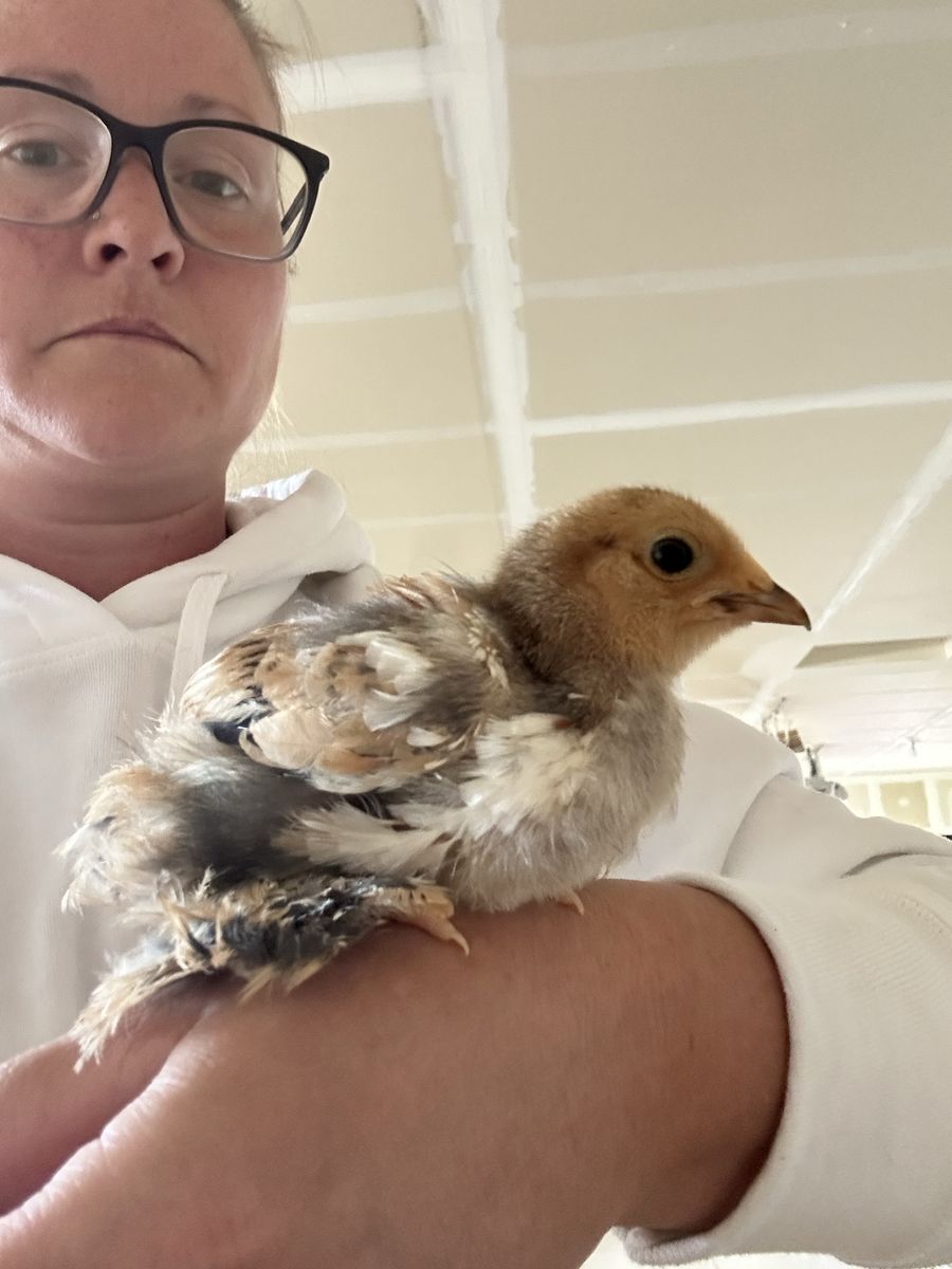 Bantam Cochin Chicks