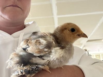 Bantam Cochin Chicks