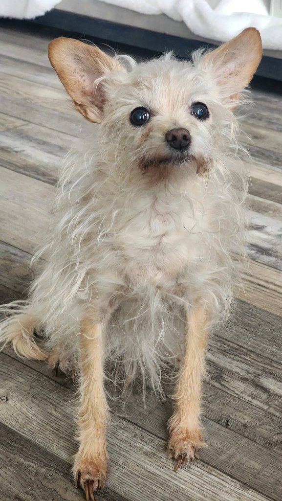 Graduation Leis for Vet Bill