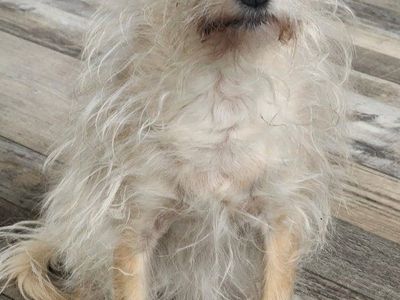 Graduation Leis for Vet Bill