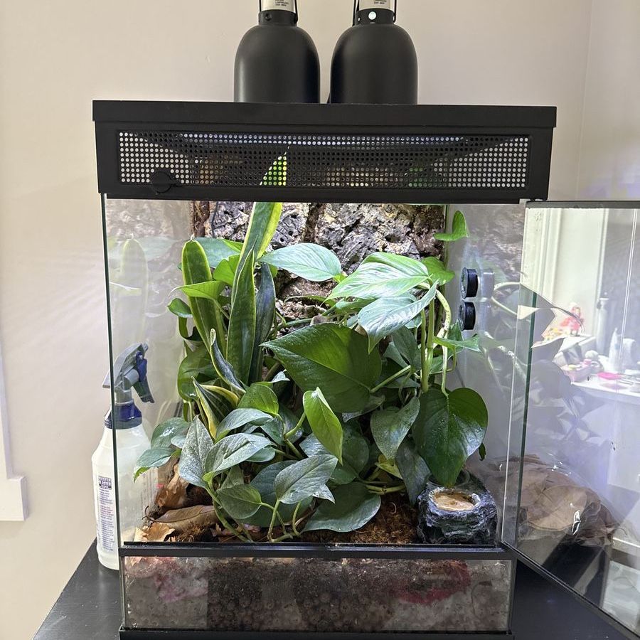 Crested Gecko & Bioactive Enclosure with Heat/UVB Lamps & LED Grow Light - Complete Setup