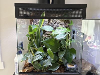 Crested Gecko & Bioactive Enclosure with Heat/UVB Lamps & LED Grow Light - Complete Setup