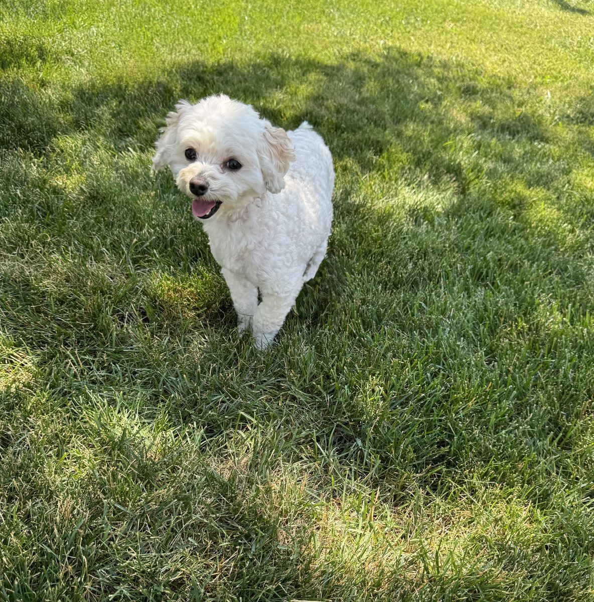 Sweet 3-Year-Old Maltipoo Looking for a Loving Home