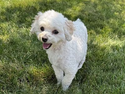 Sweet 3-Year-Old Maltipoo Looking for a Loving Home