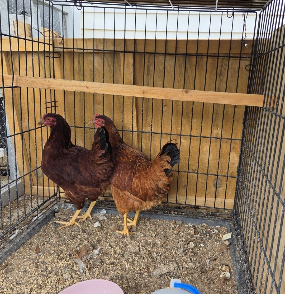 2 Rhode Island Reds. Ready to Lay